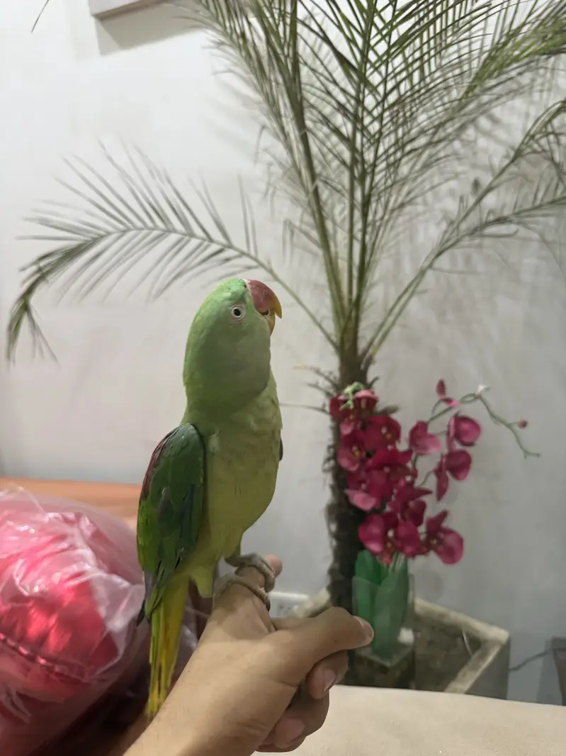 RAW PARROT — photo 8