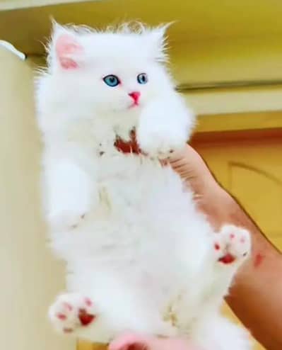 Persian cat for sale male or female my WhatsApp327=98=37=573