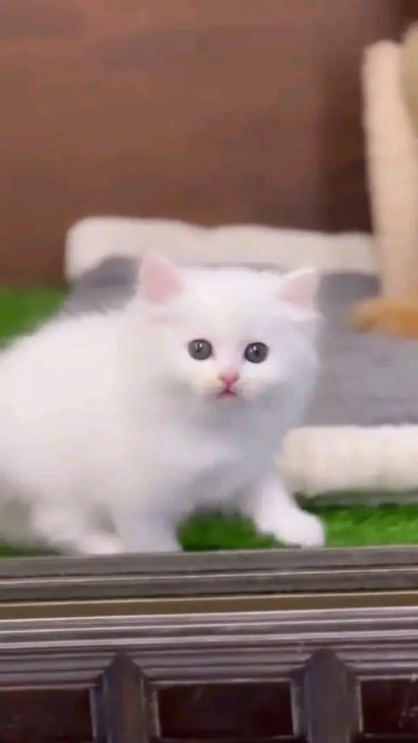 Persian cat for sale male or female my WhatsApp327=98=37=573 — photo 2