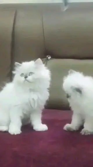 Persian cat for sale male or female my WhatsApp327=98=37=573 — photo 3