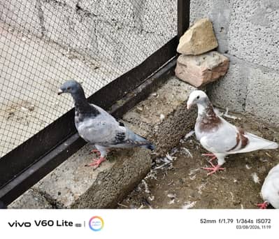 Fancy birds pigeon