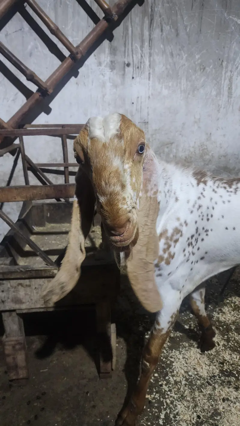 Makhee Cheena Breedar — photo 2