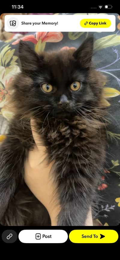 Jet black persian cat