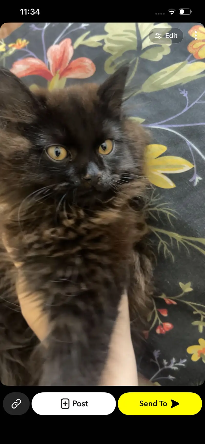 Jet black persian cat — photo 2