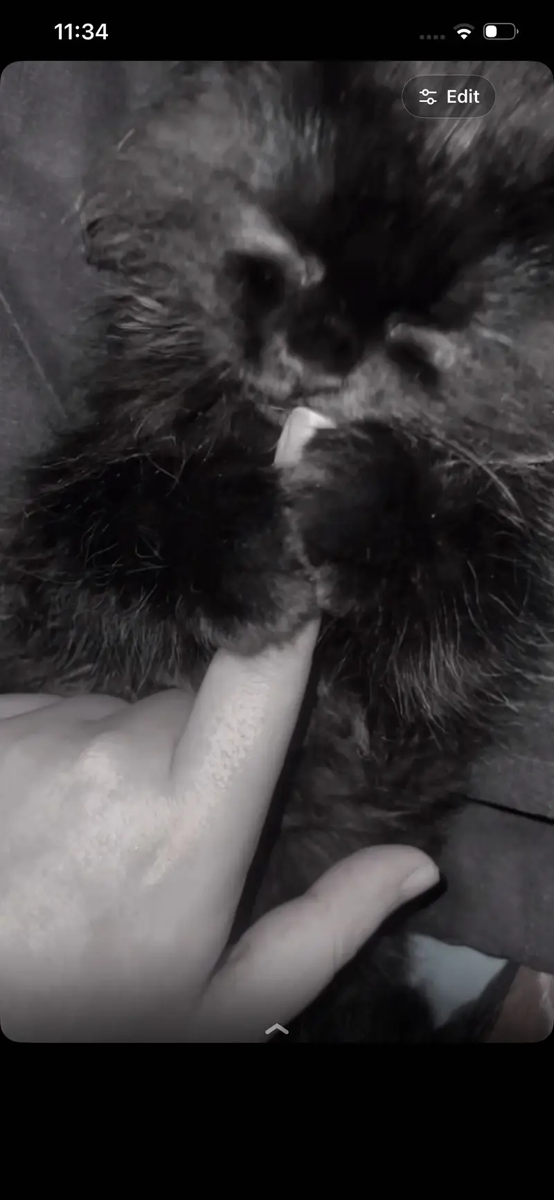 Jet black persian cat — photo 3