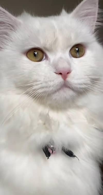 Persian cat Punch face