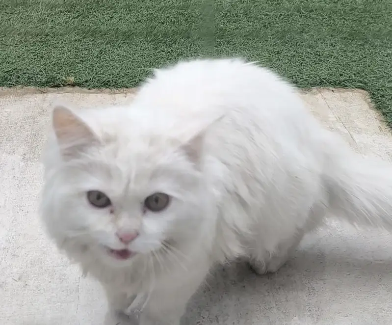 Persian cat Punch face — photo 2