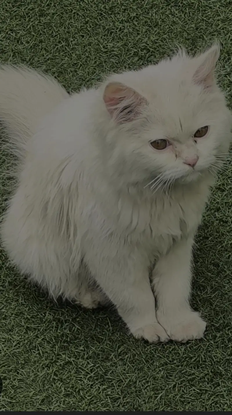 Persian cat Punch face — photo 3