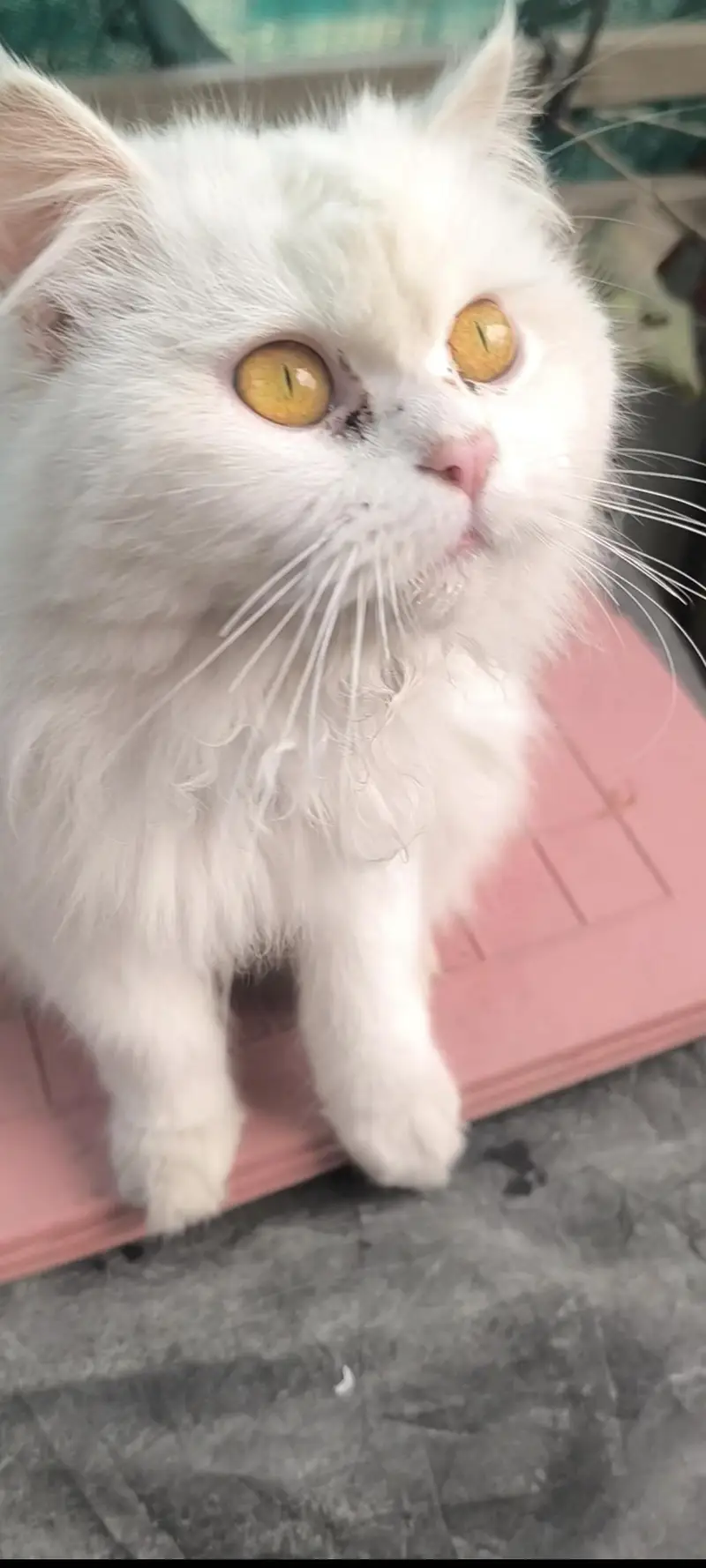 Persian cat Punch face — photo 4