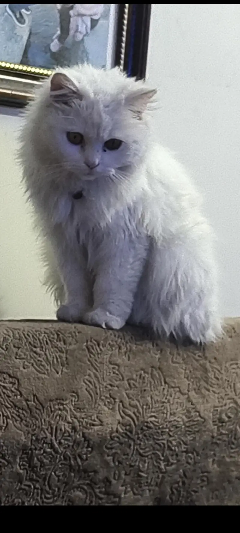 Persian cat Punch face — photo 5