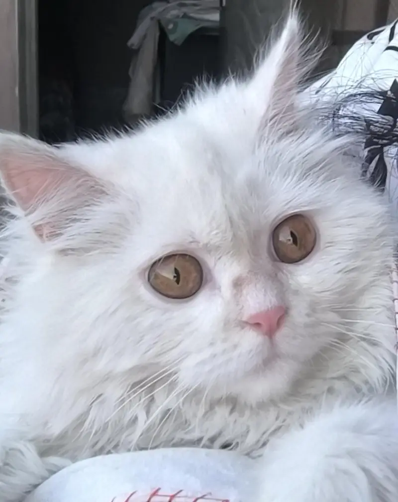 Persian cat Punch face — photo 6