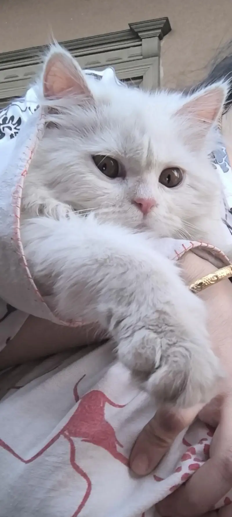 Persian cat Punch face — photo 7