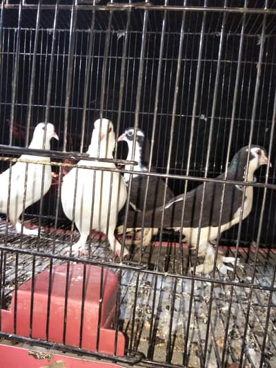 fancy breeder pair