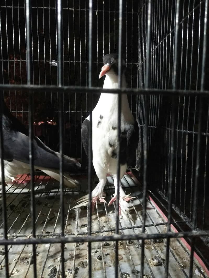 fancy breeder 2pair 1