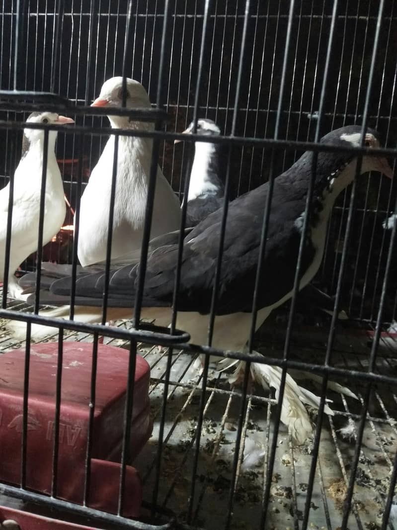 fancy breeder 2pair 2