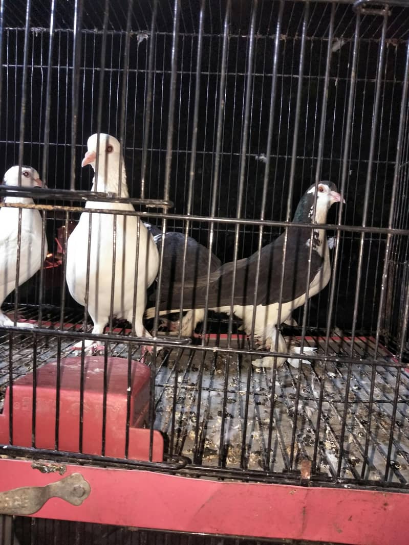 fancy breeder 2pair 3