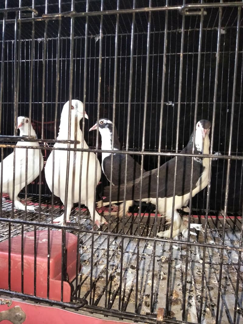 fancy breeder 2pair 4