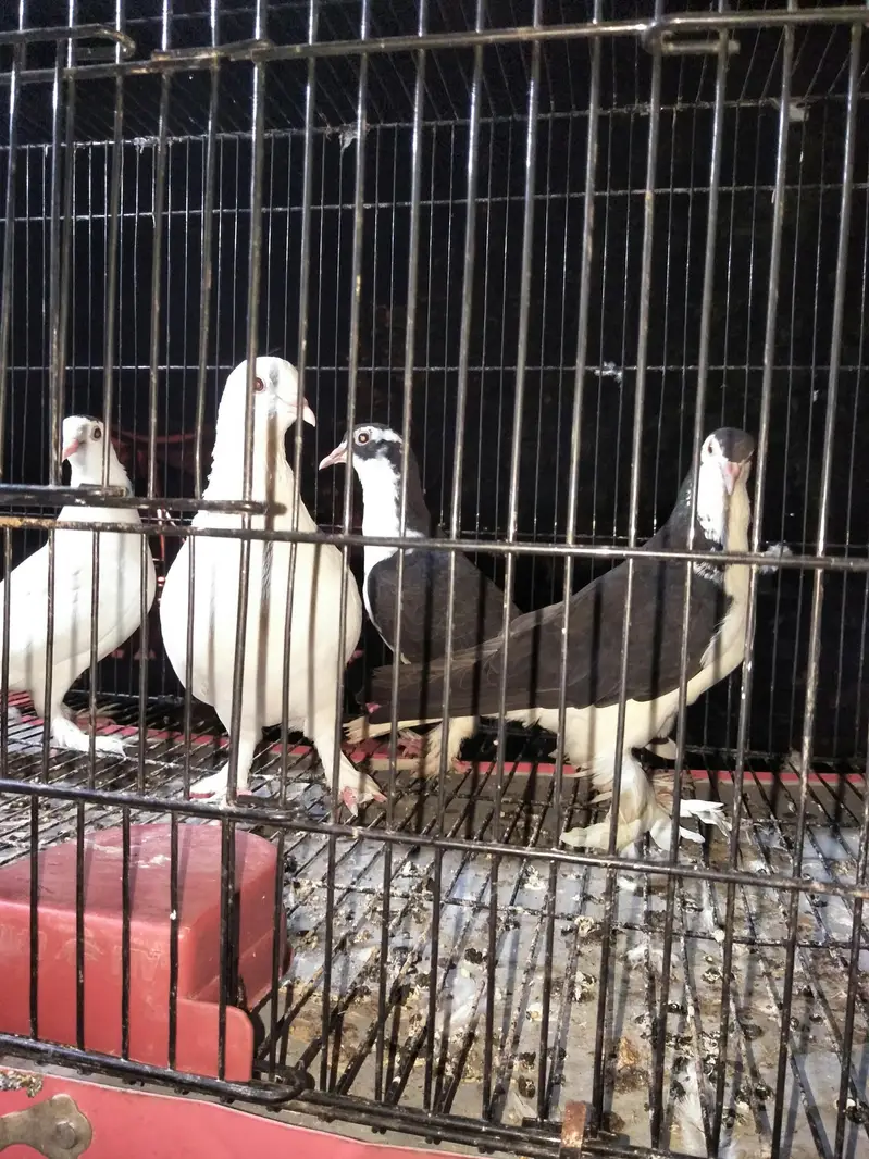 fancy breeder 2pair — photo 5
