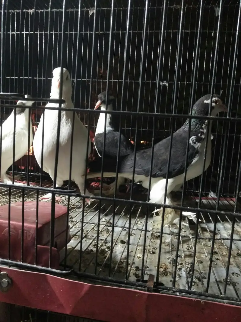 fancy breeder 2pair — photo 6