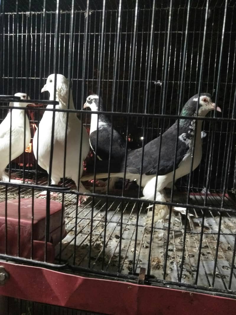 fancy breeder 2pair 6