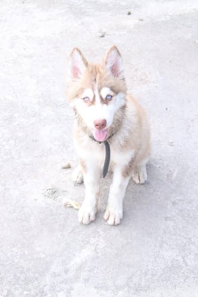Siberian husky light brown color blue eyes