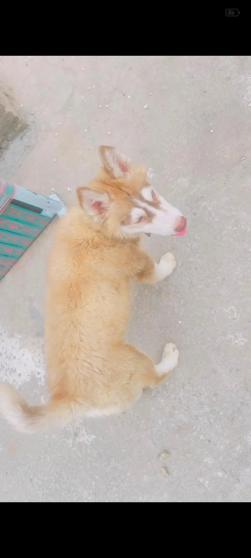 Siberian husky light brown color blue eyes — photo 2
