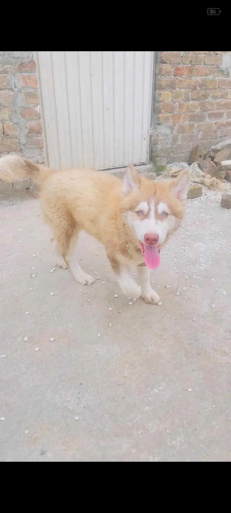 Siberian husky light brown color blue eyes — photo 3