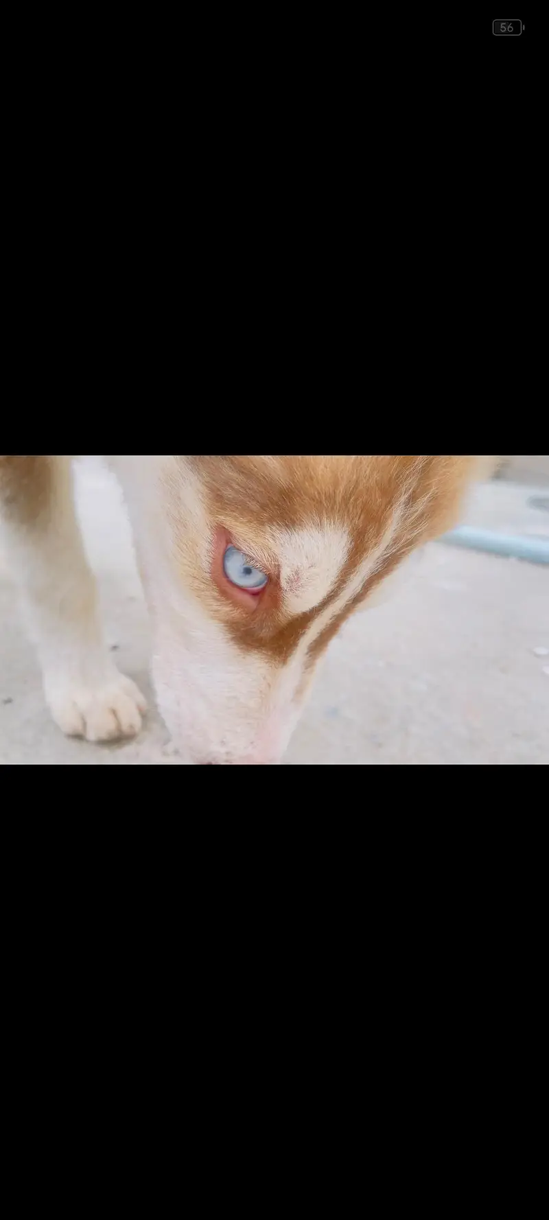 Siberian husky light brown color blue eyes — photo 4