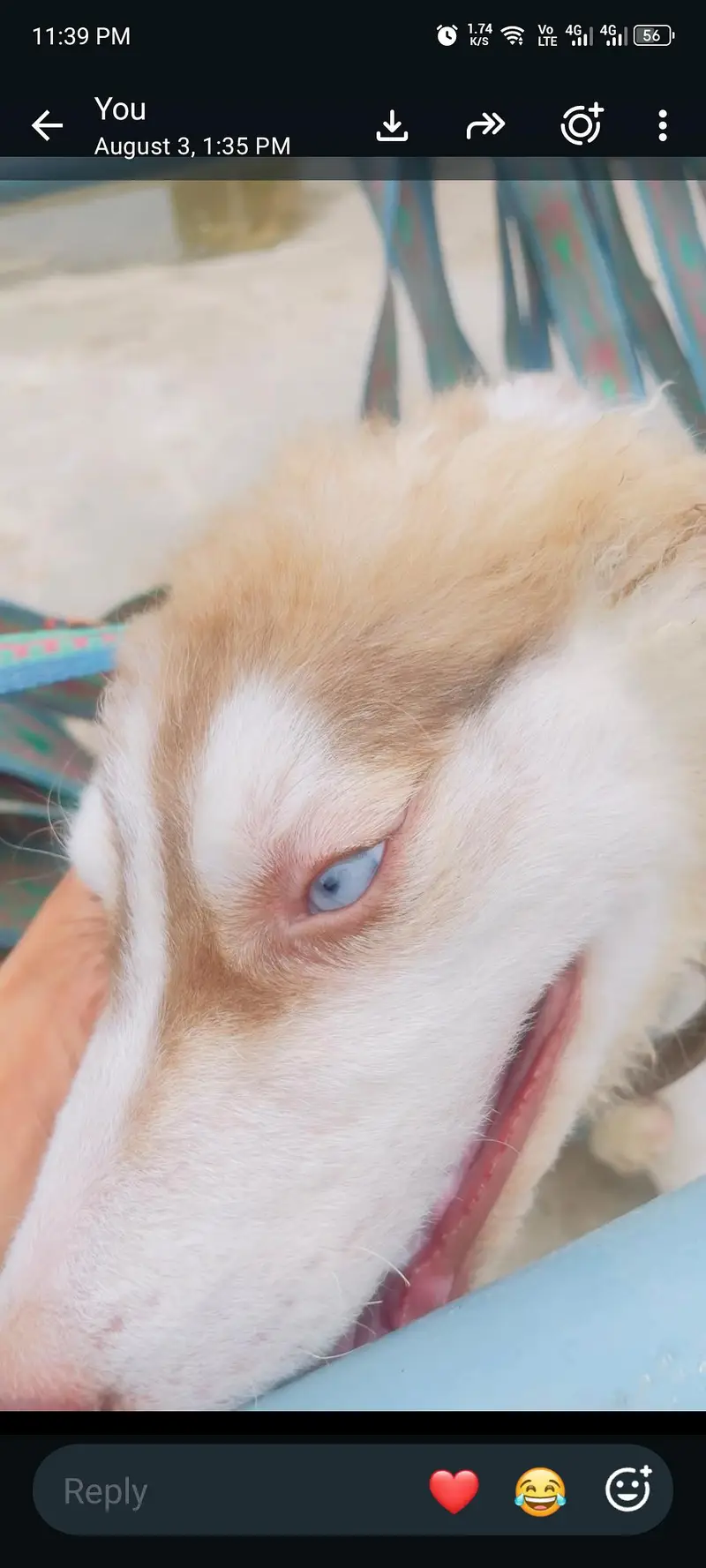 Siberian husky light brown color blue eyes — photo 5