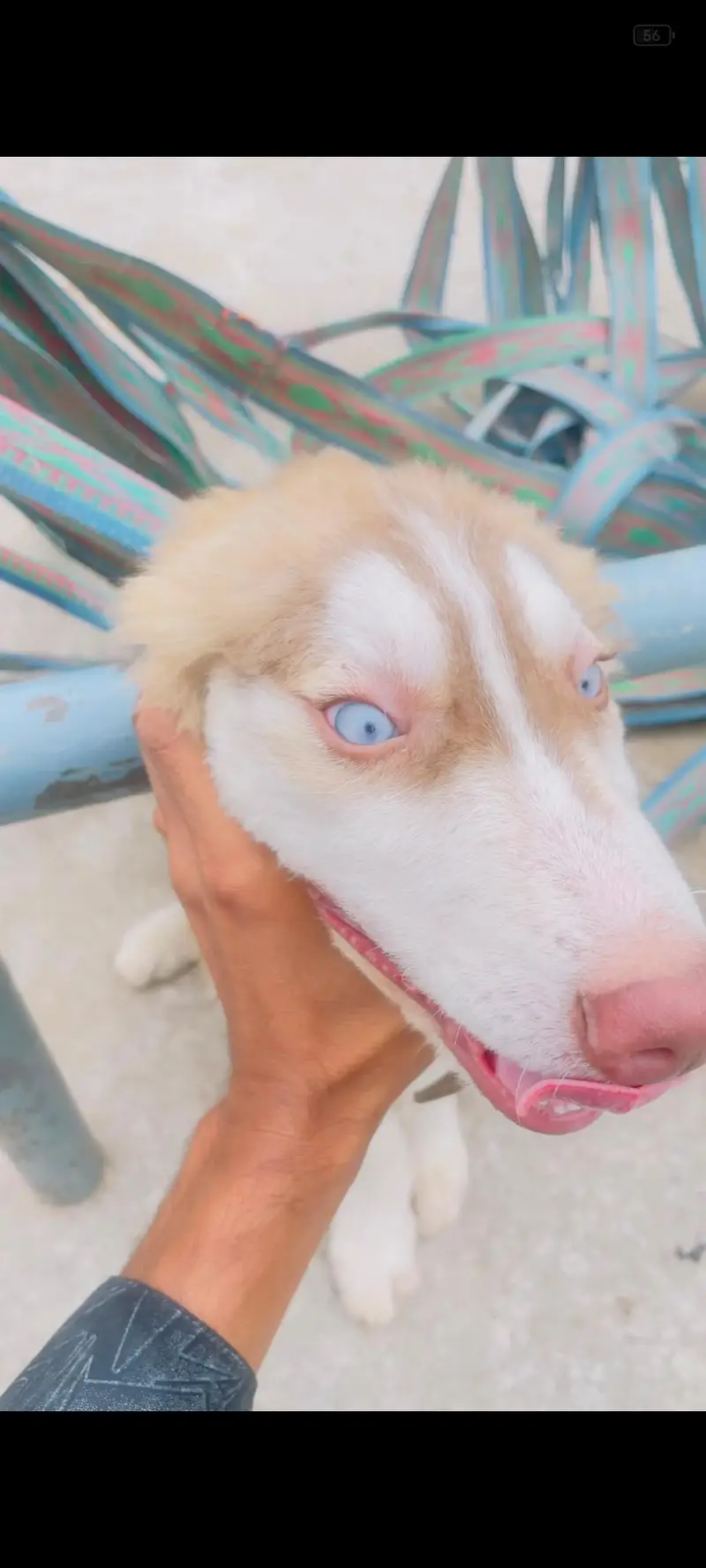 Siberian husky light brown color blue eyes — photo 6