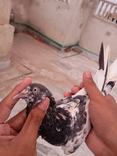 breeder pair