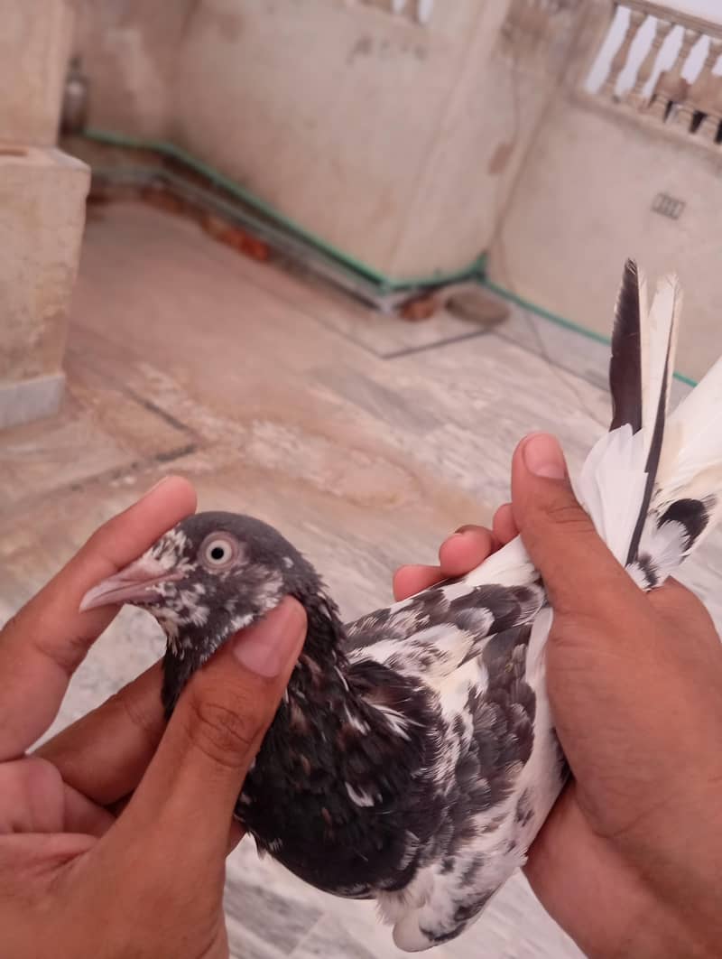 breeder pair 0