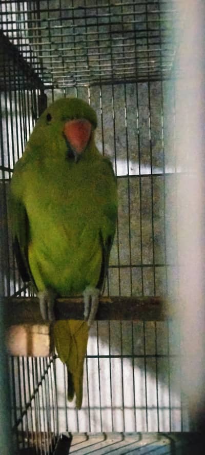 green female talking parrot for sale