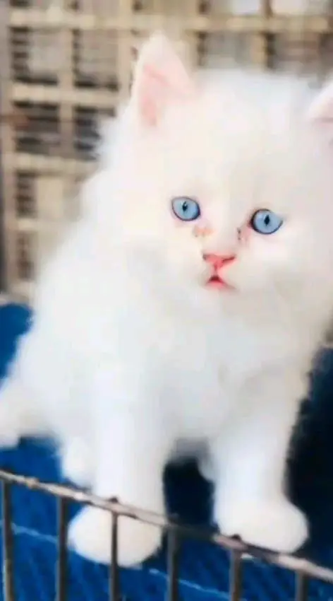 Persian cat for sale male or female WhatsApp327=98=37=573 — photo 2