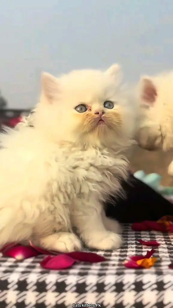 Persian cat for sale male or female WhatsApp327=98=37=573 — photo 3