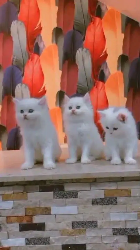Persian cat for sale male or female WhatsApp327=98=37=573 — photo 5