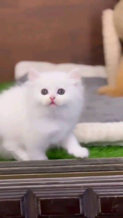 Persian cat for sale male or female WhatsApp327=98=37=573