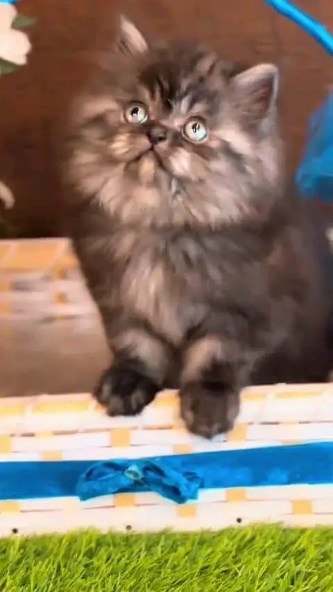 Persian cat for sale male or female WhatsApp327=98=37=573 — photo 3