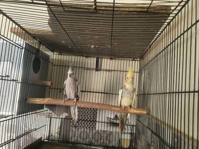 handtame cockatails pair