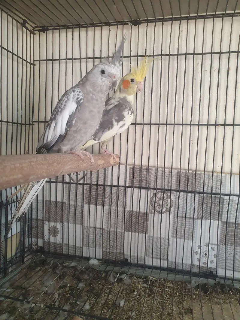 handtame cockatails pair — photo 2