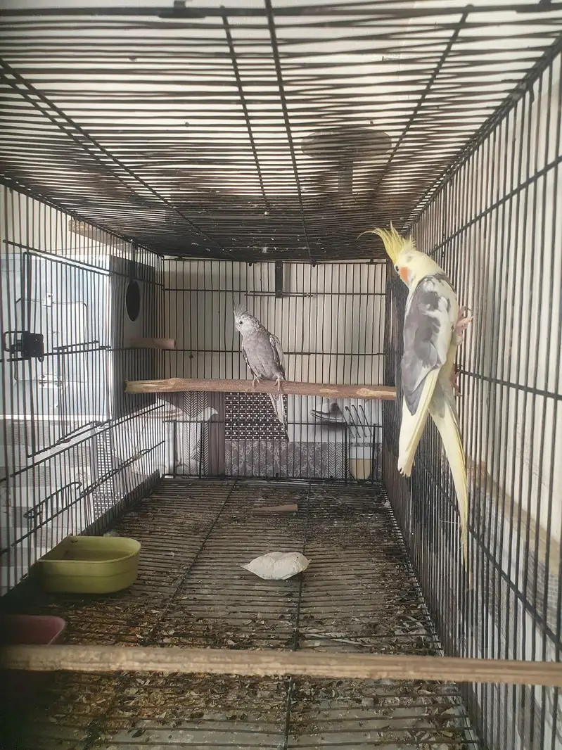 handtame cockatails pair — photo 3