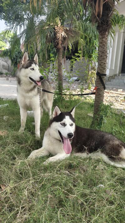 Siberian husky pair (0370-64-40-840)