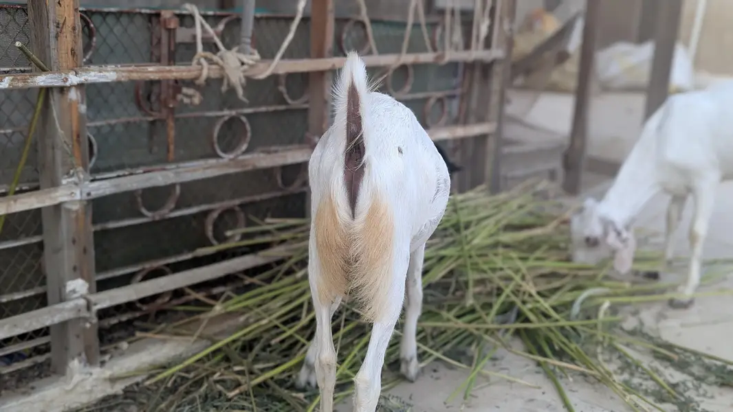 urgent sale — photo 12
