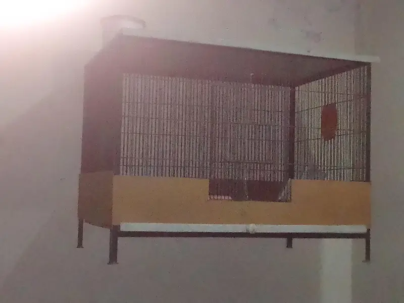 High quality birds cage for sale — photo 3