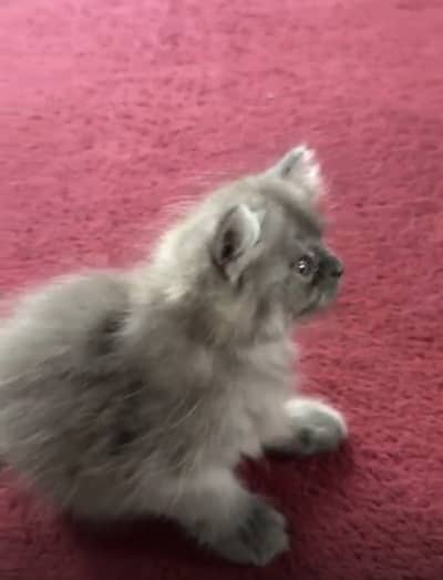 Persian kitten