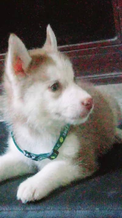 Pure Siberian Husky Puppies Available