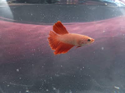 rare and aesthetic beta fish with orange colour