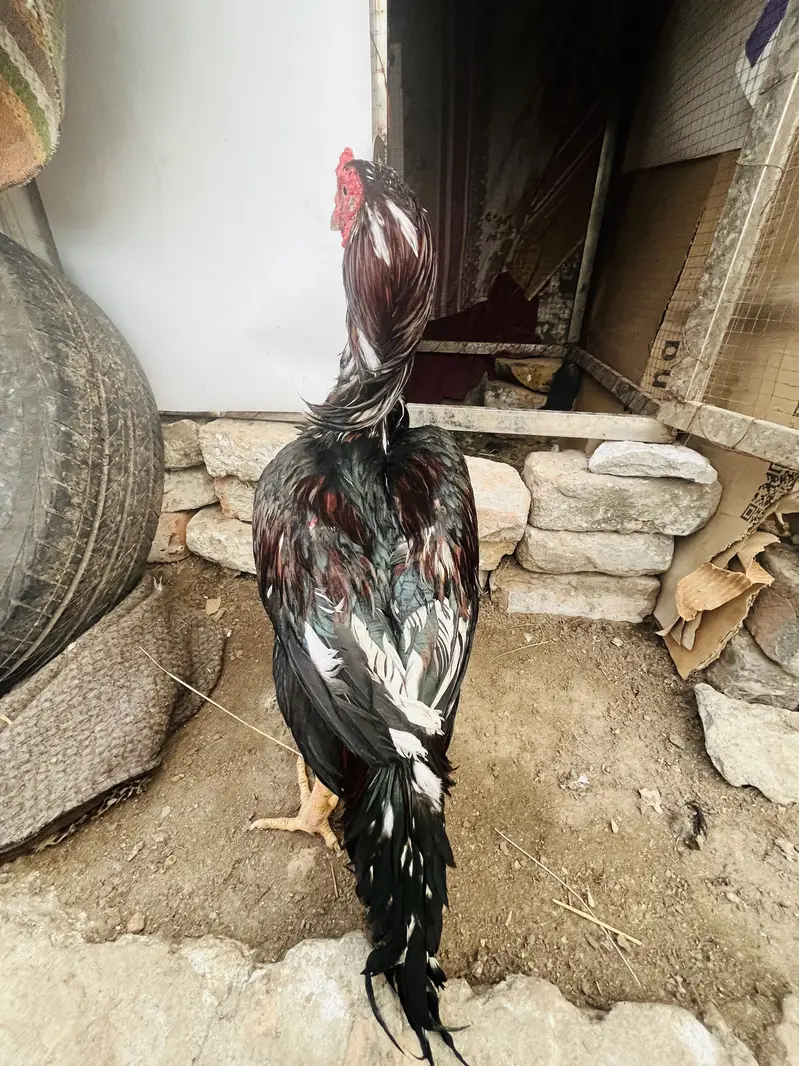 Aseel O33Z 33 I6I 33 whattsapp or phone — photo 4