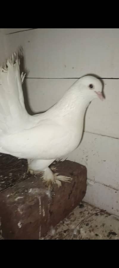 Leke kabootar 03074812200