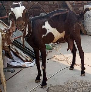 Pure laal dabi Bakri | 3 bacho wali  | Height mashallah|  | ngri bakri